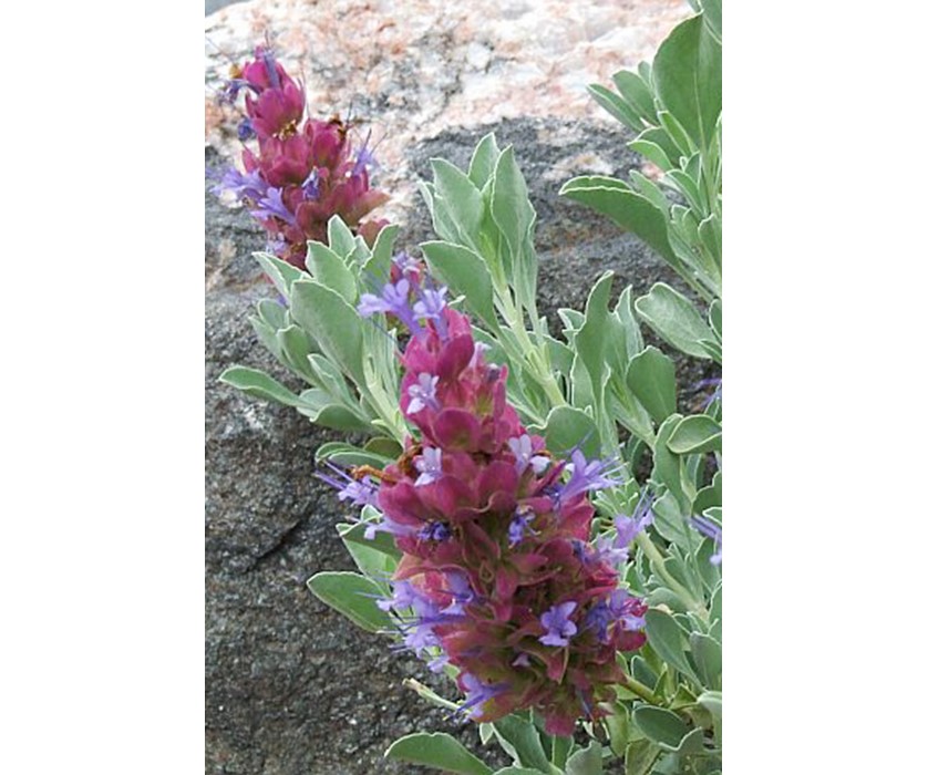 Mojave Sage